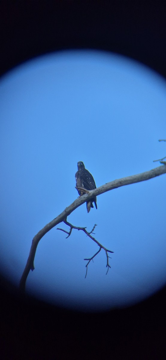 Орлан білоголовий - ML643419579