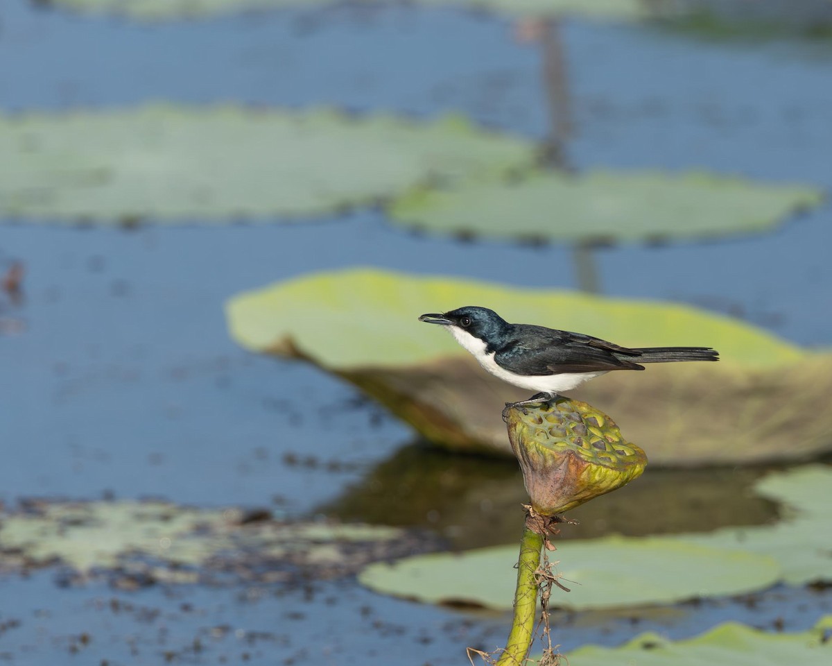 Paperbark Flycatcher - ML643419586