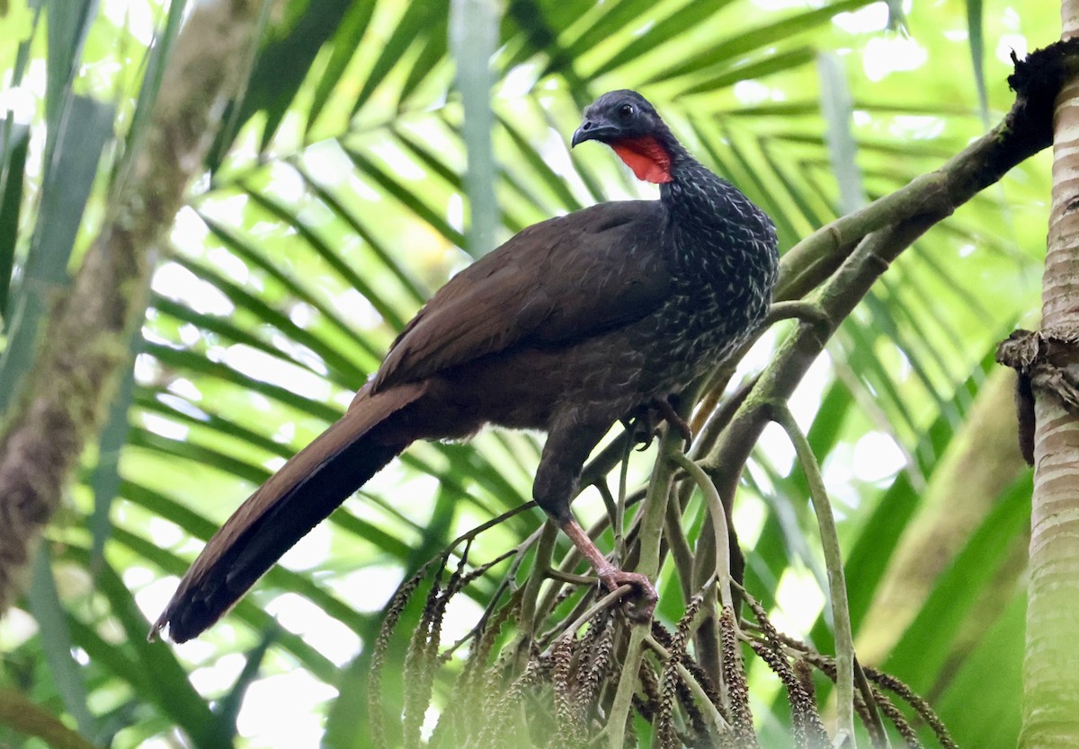 caucahokko - ML643419589