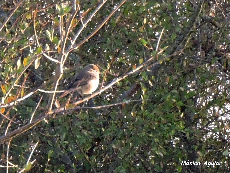 Southern Gray-headed Sparrow - ML643419604