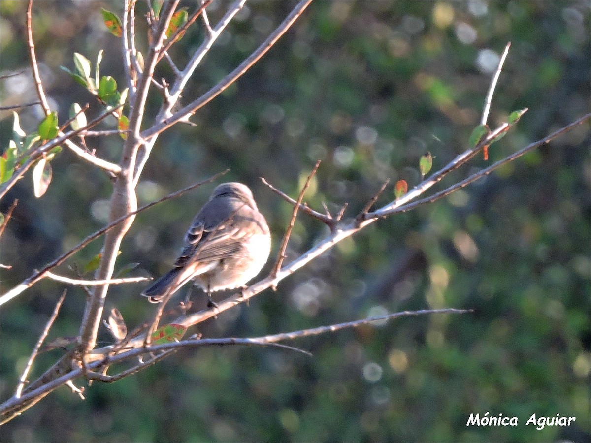 Southern Gray-headed Sparrow - ML643419605