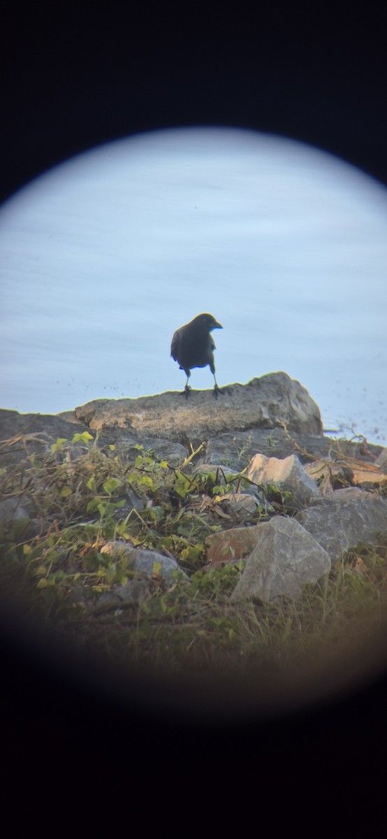 Fish Crow - ML643419613