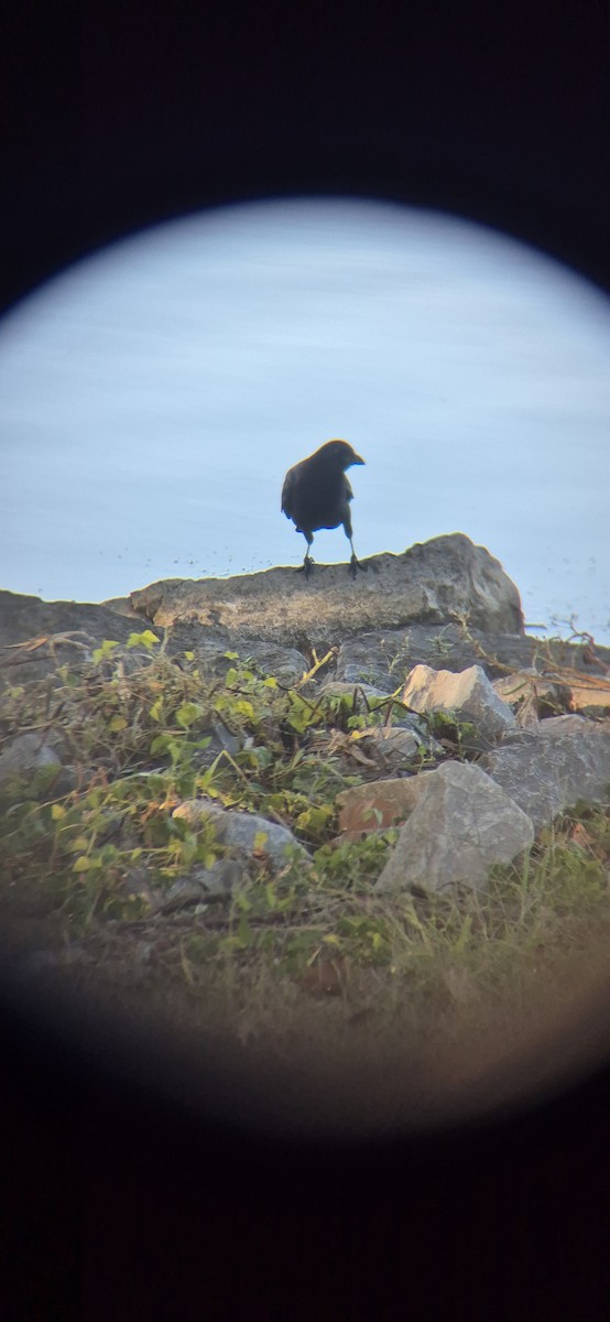 Fish Crow - ML643419614