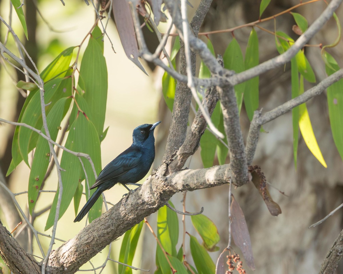 Shining Flycatcher - ML643419630