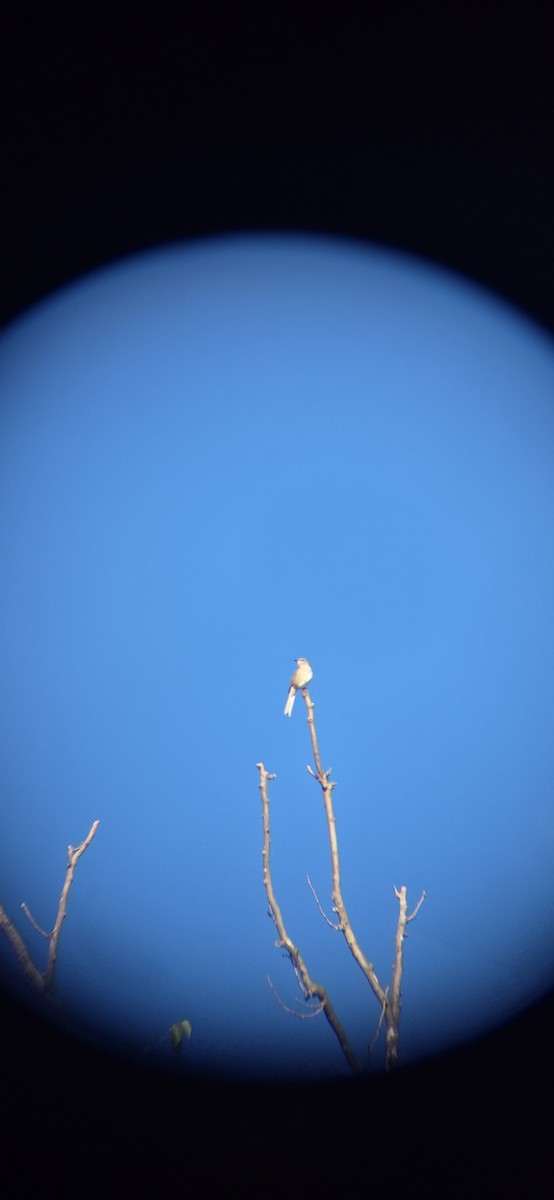 Пересмішник багатоголосий - ML643419631