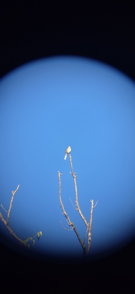 Пересмішник багатоголосий - ML643419632