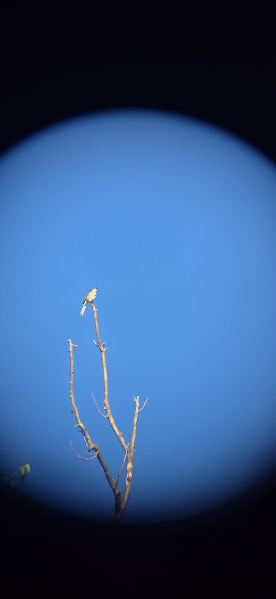 Пересмішник багатоголосий - ML643419633