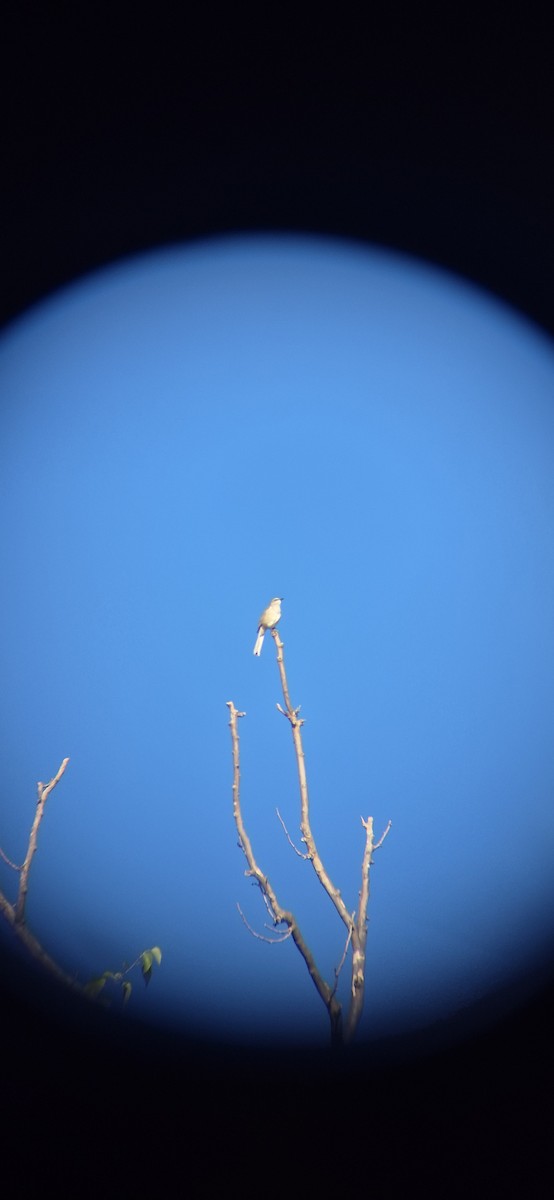Пересмішник багатоголосий - ML643419634