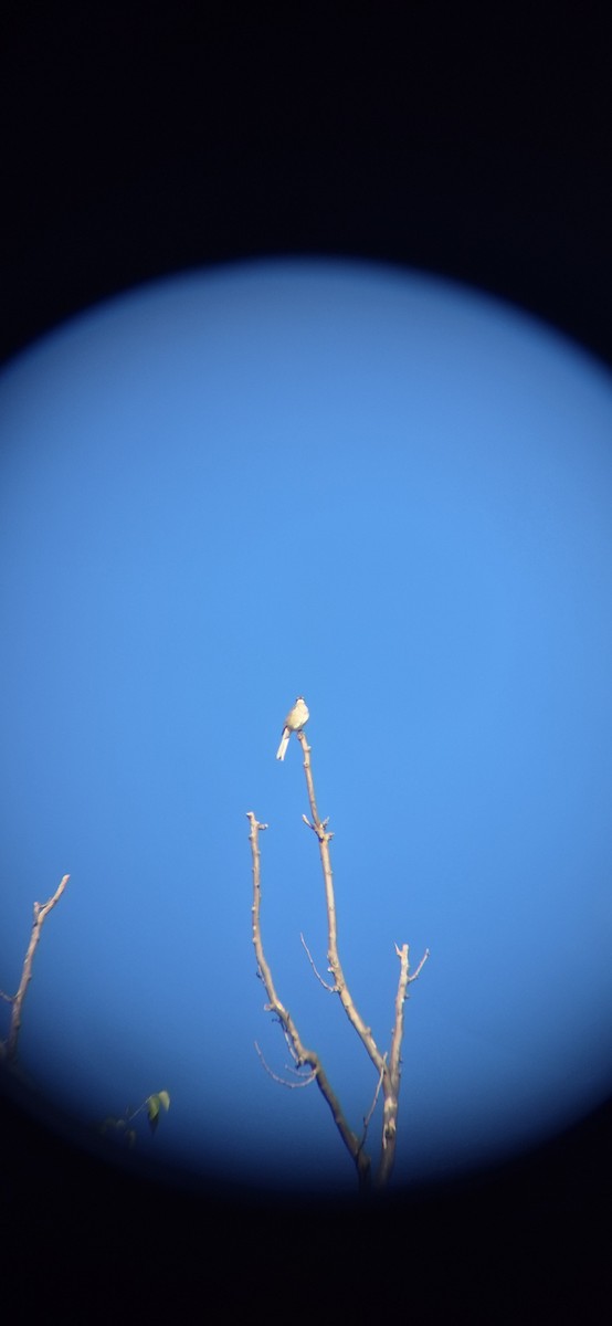 Пересмішник багатоголосий - ML643419635