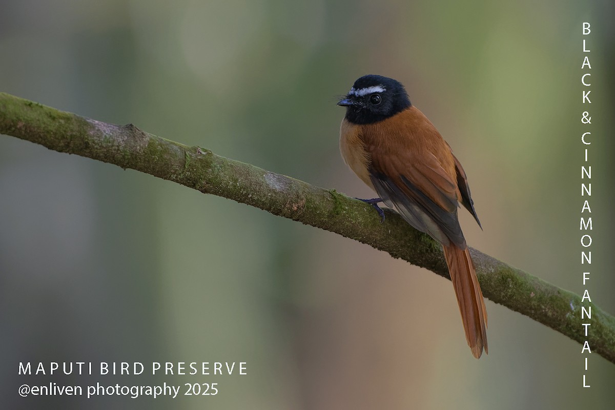 Black-and-cinnamon Fantail - ML643419637