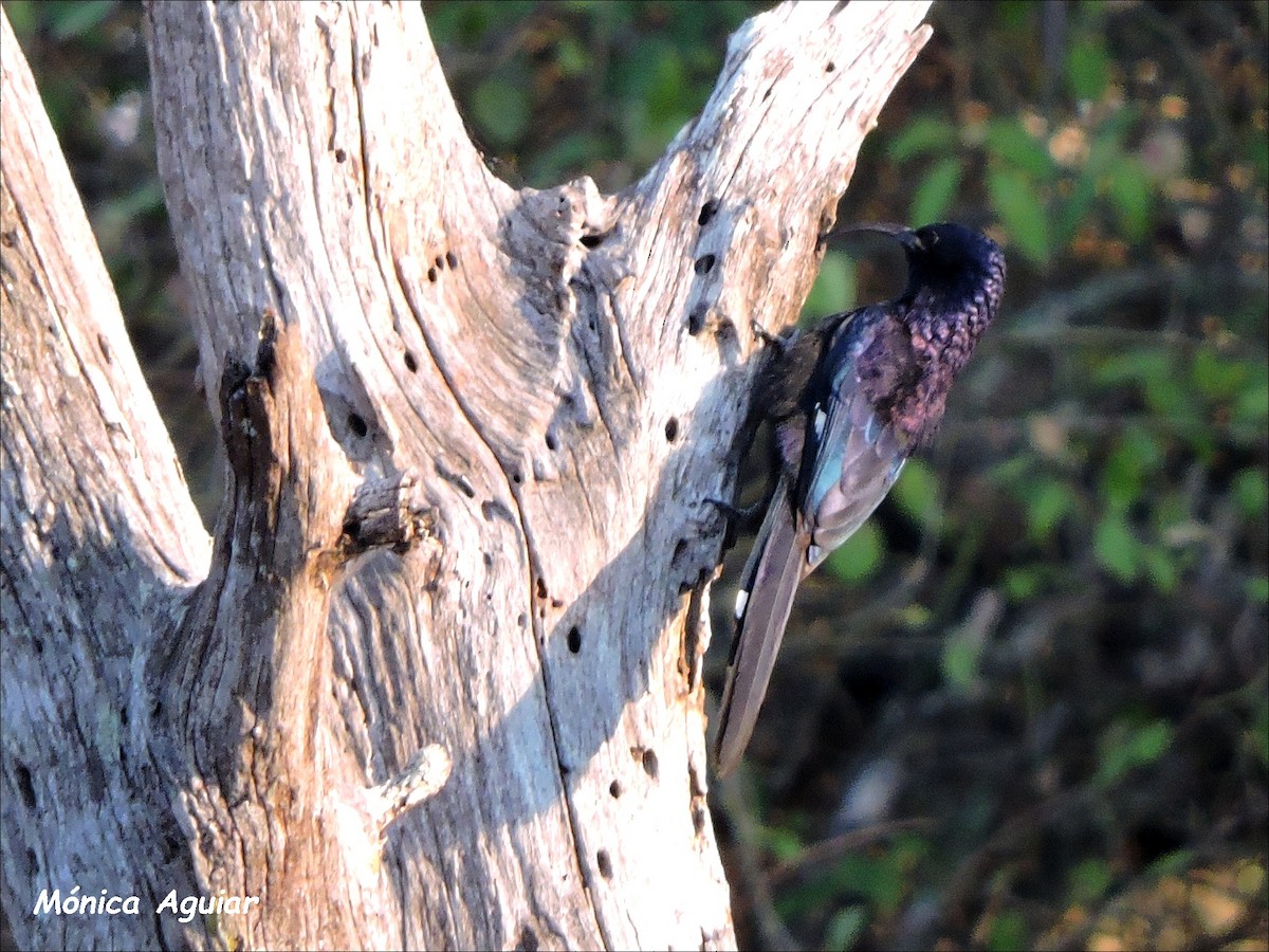 Common Scimitarbill - ML643419643
