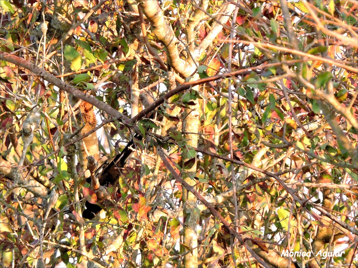 Common Scimitarbill - ML643419644