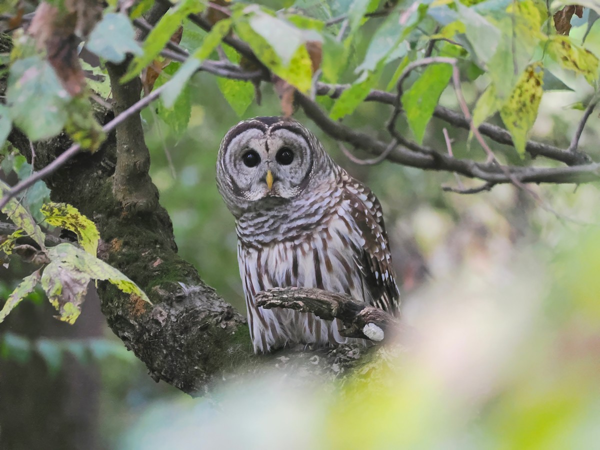Barred Owl - ML643419648