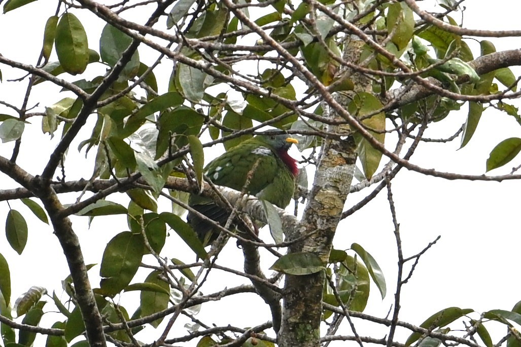 Claret-breasted Fruit-Dove - ML643419669
