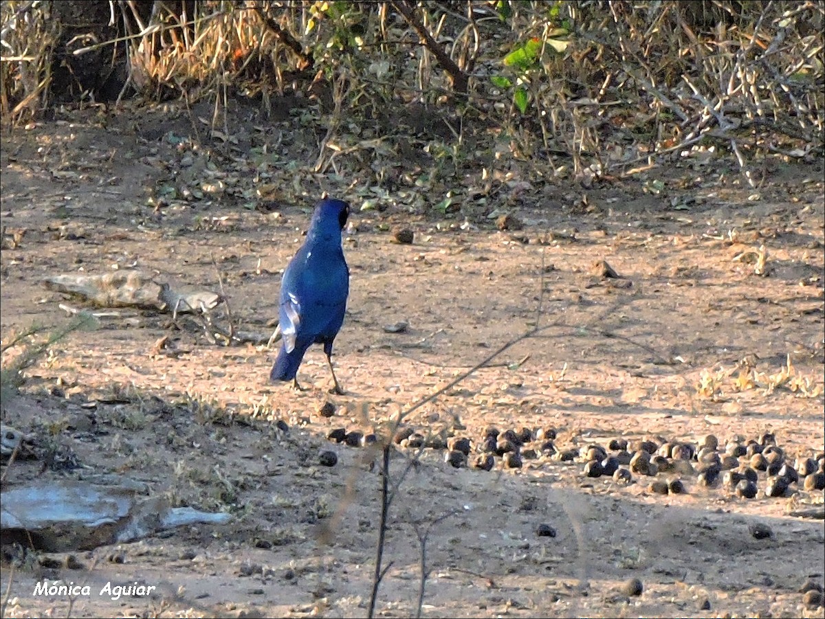 Cape Starling - ML643419673