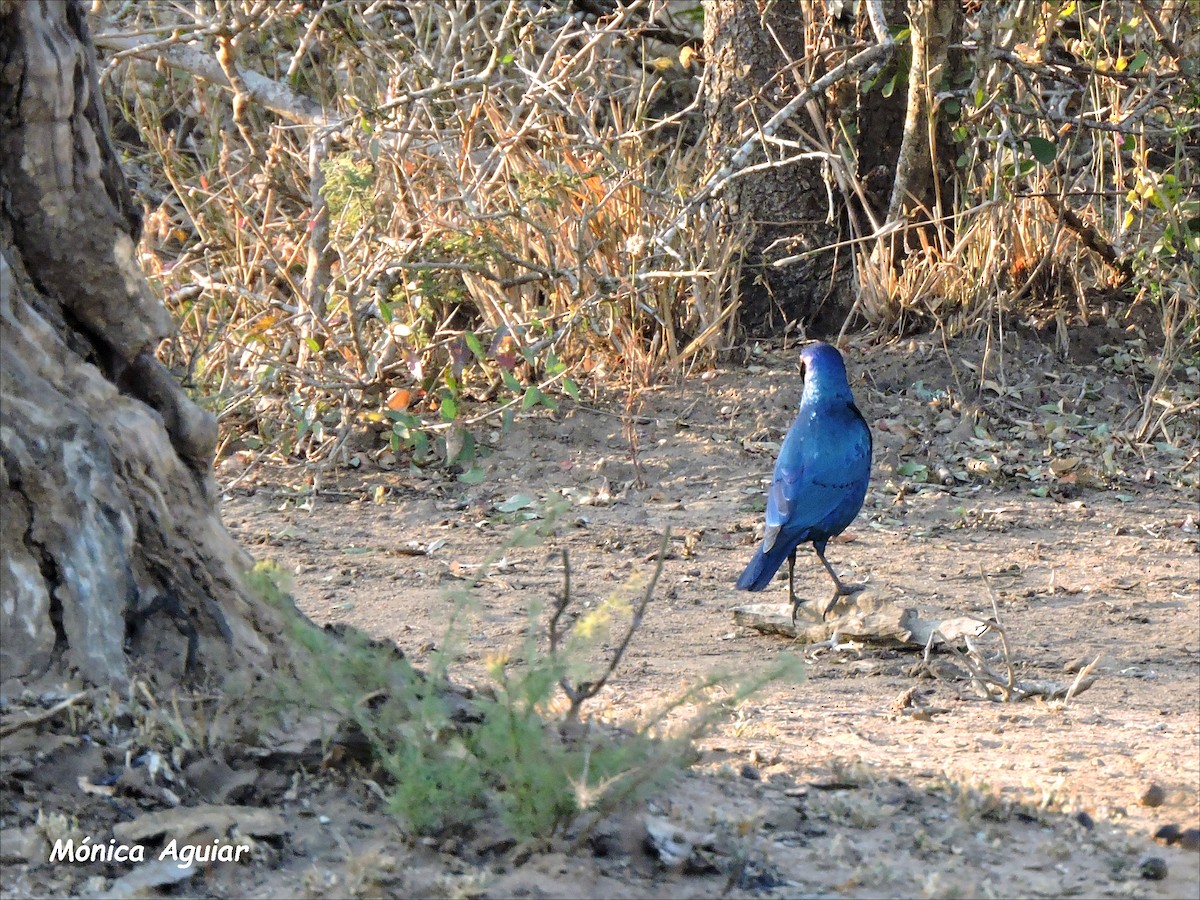 Cape Starling - ML643419674