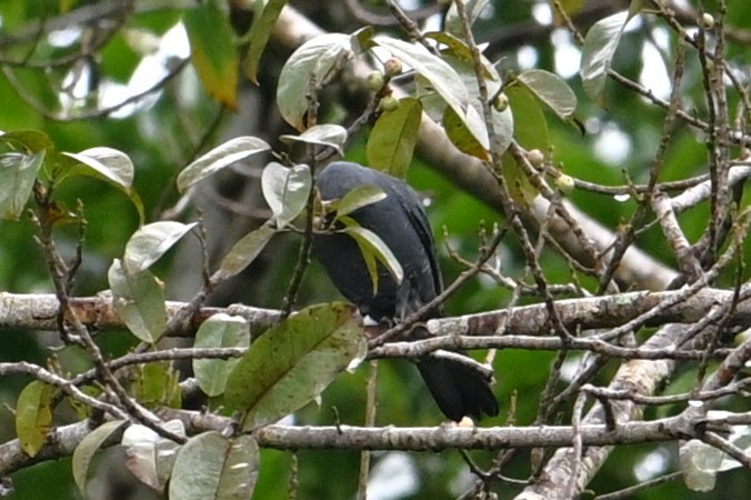 Barred Cuckooshrike - ML643419679