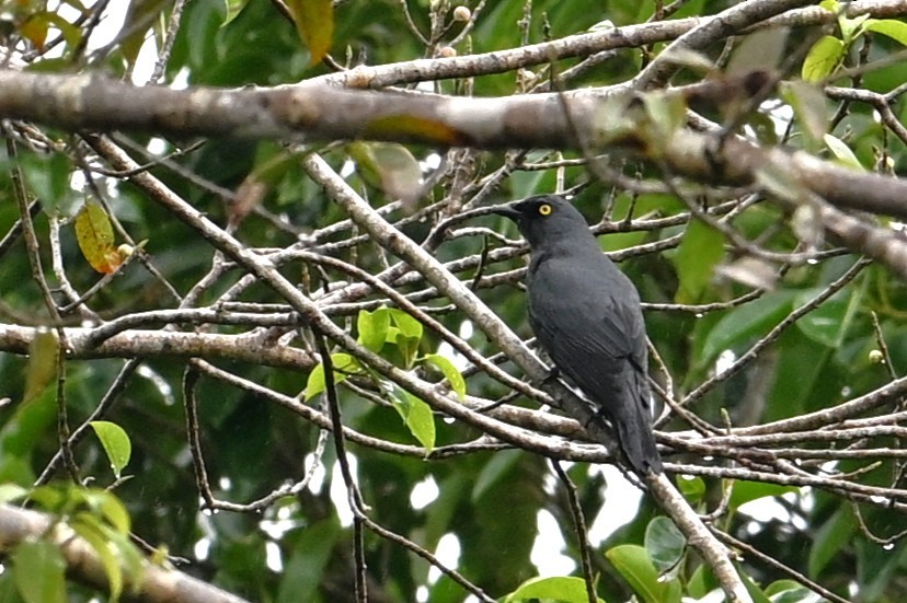 Barred Cuckooshrike - ML643419680