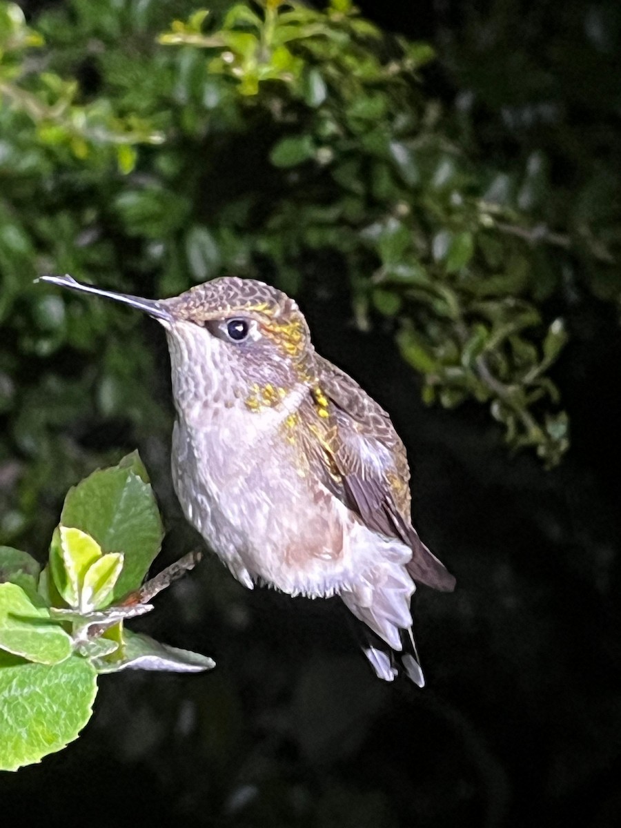 Ruby-throated Hummingbird - ML643419683