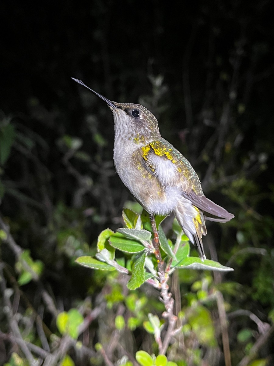 Ruby-throated Hummingbird - ML643419684