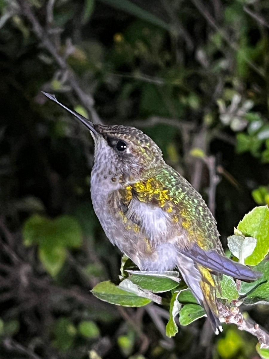 Ruby-throated Hummingbird - ML643419685