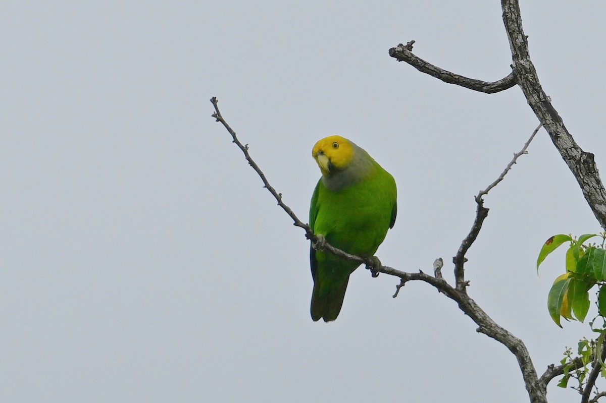 Желтоголовый жоффруа - ML643419695