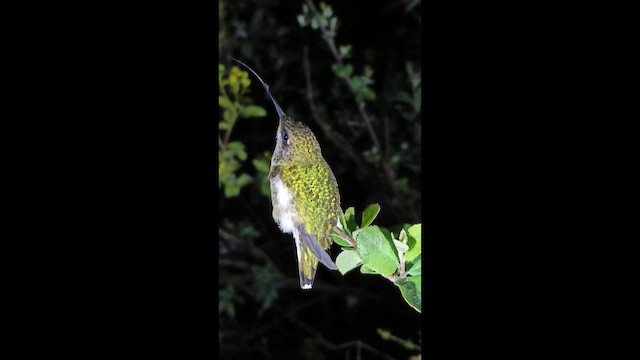 Ruby-throated Hummingbird - ML643419707
