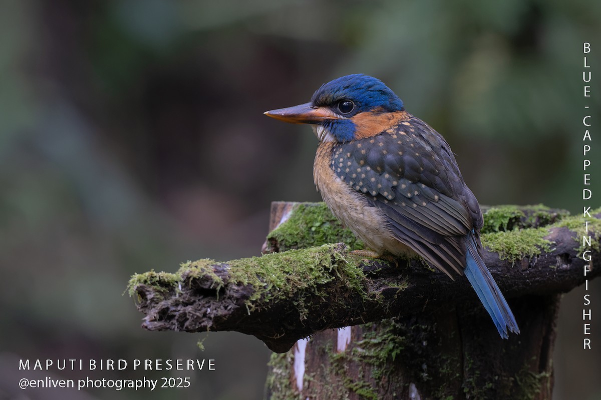 mindanaoisfugl - ML643419713