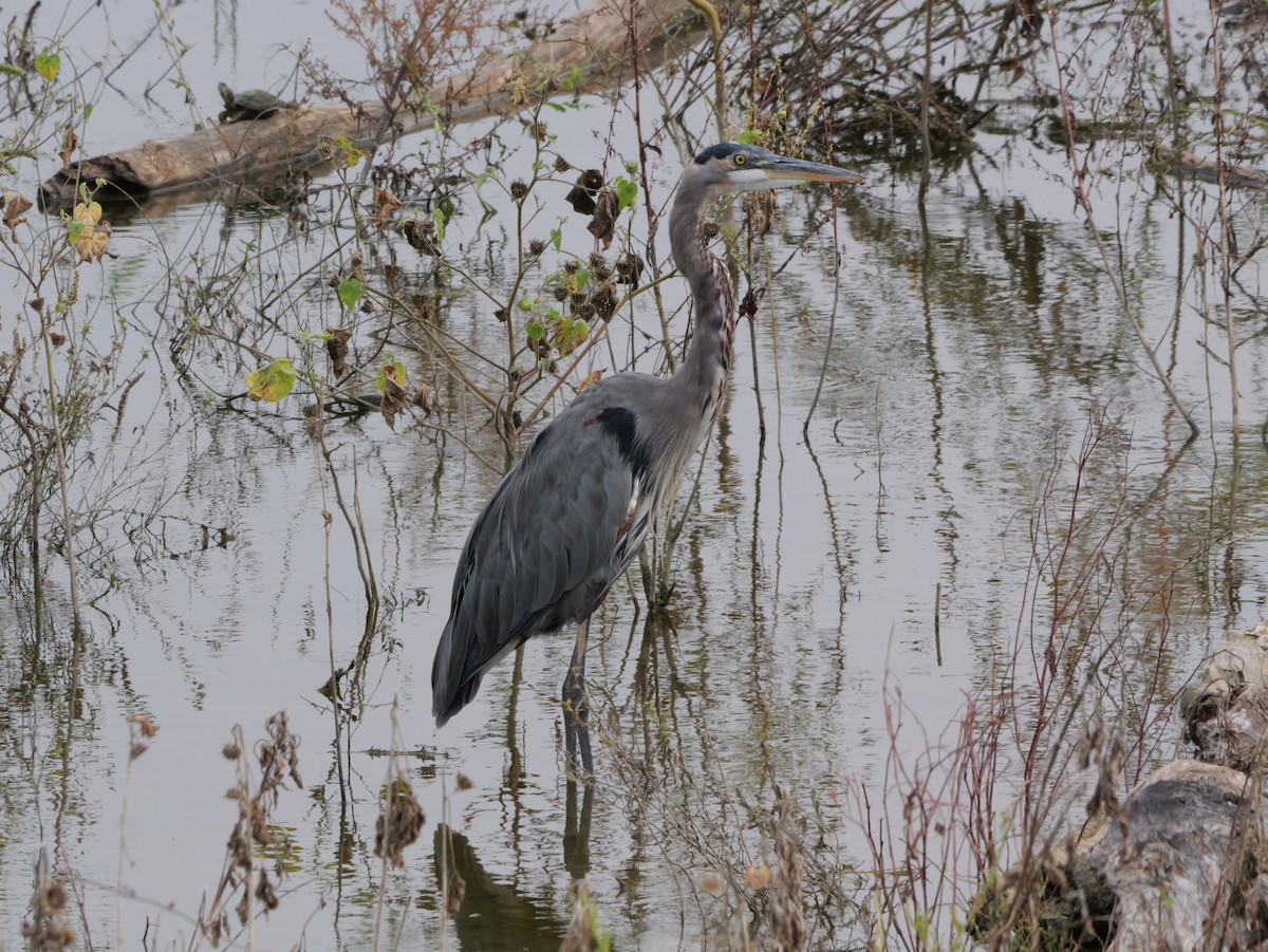 Great Blue Heron - ML643419720