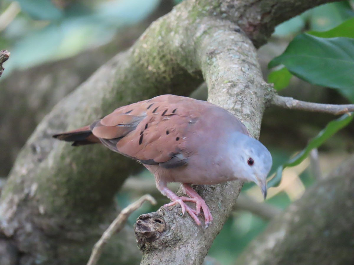 Ruddy Ground Dove - ML643419722