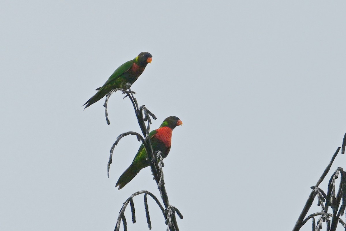 Coconut Lorikeet - ML643419740