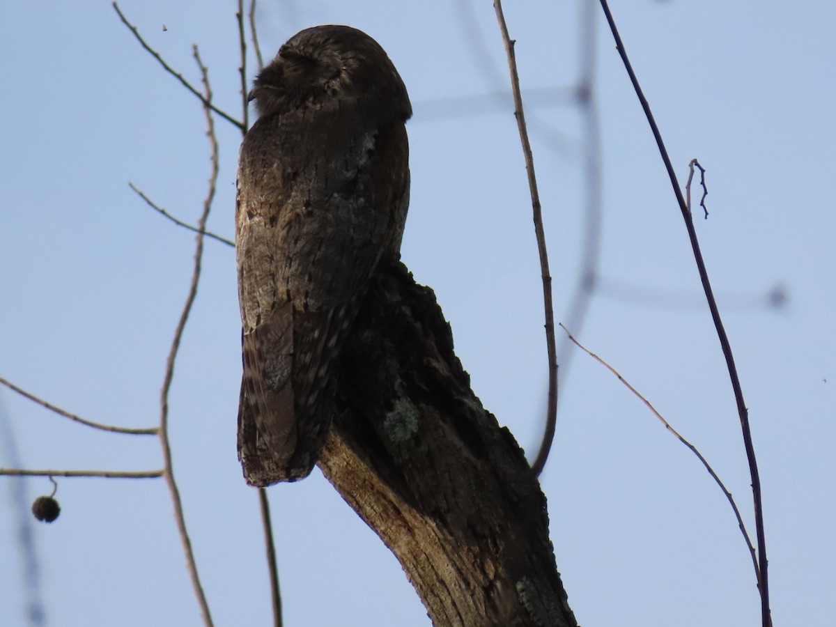 Common Potoo - ML643419743