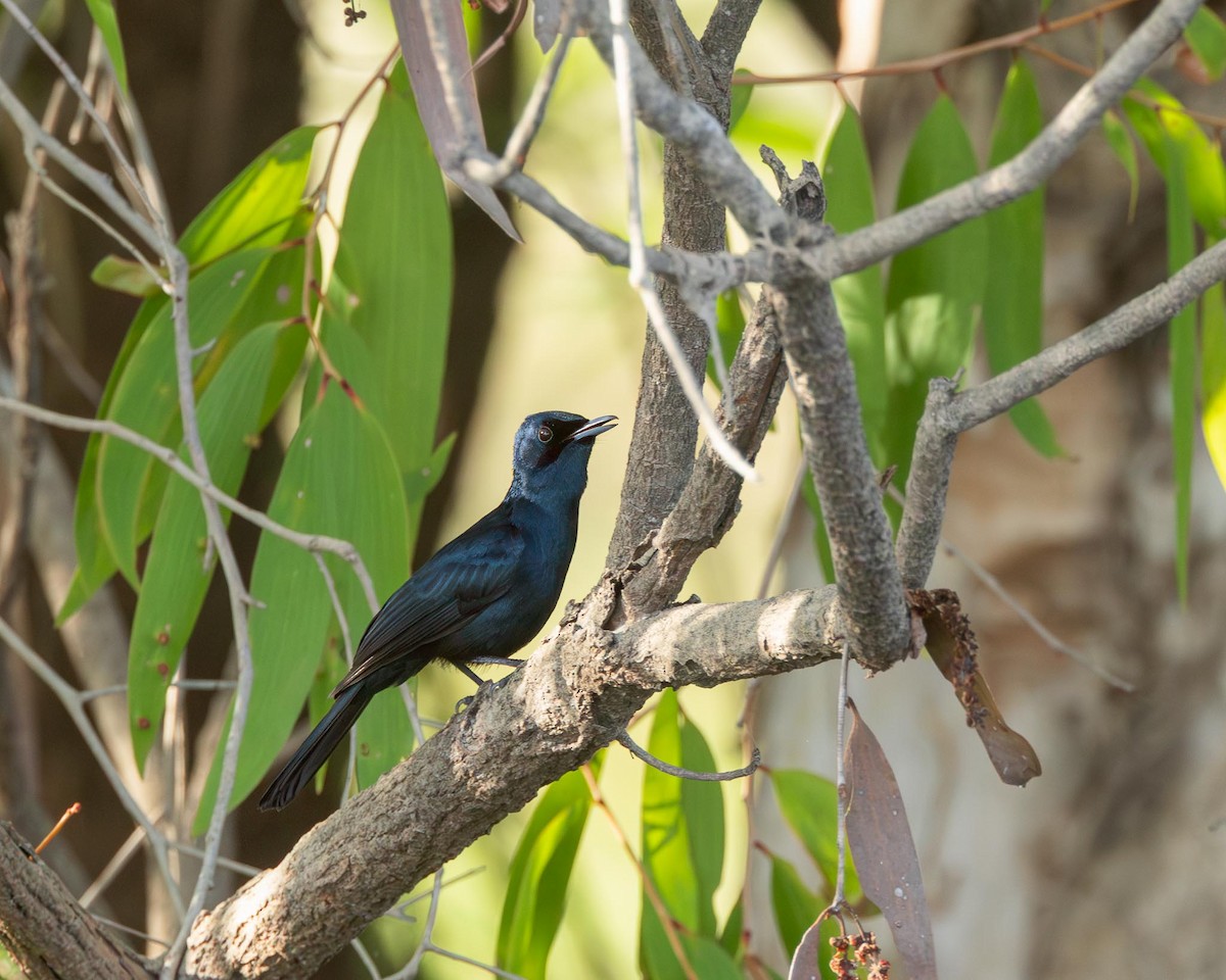 Shining Flycatcher - ML643419754