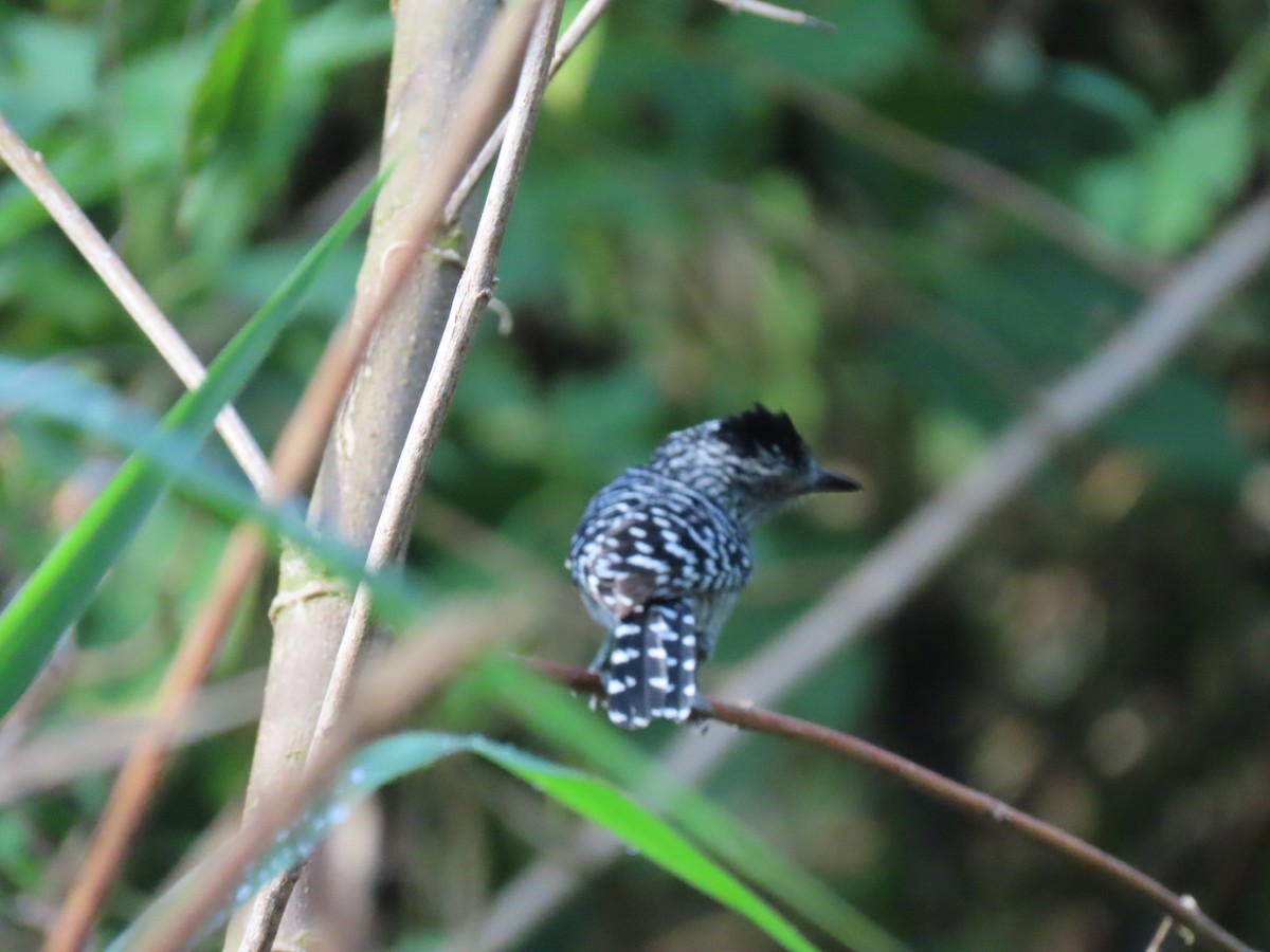 Barred Antshrike (Barred) - ML643419756