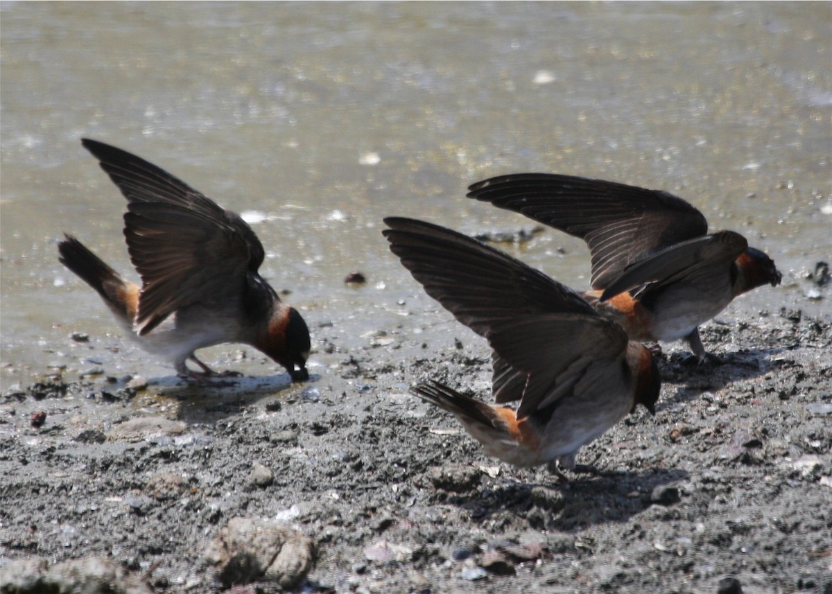 Cliff Swallow - ML643419757