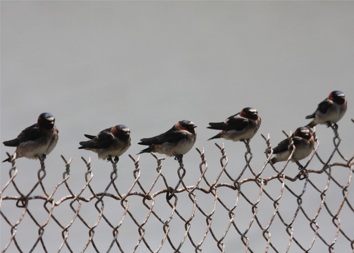 Cliff Swallow - ML643419758