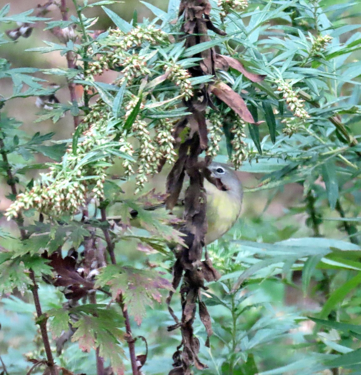 Orange-crowned Warbler - ML643419760