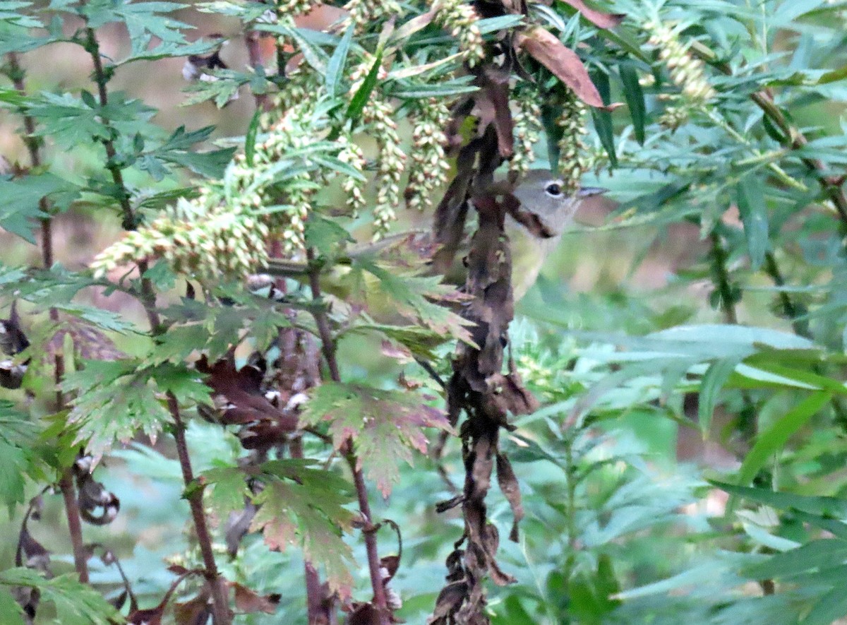 Orange-crowned Warbler - ML643419761