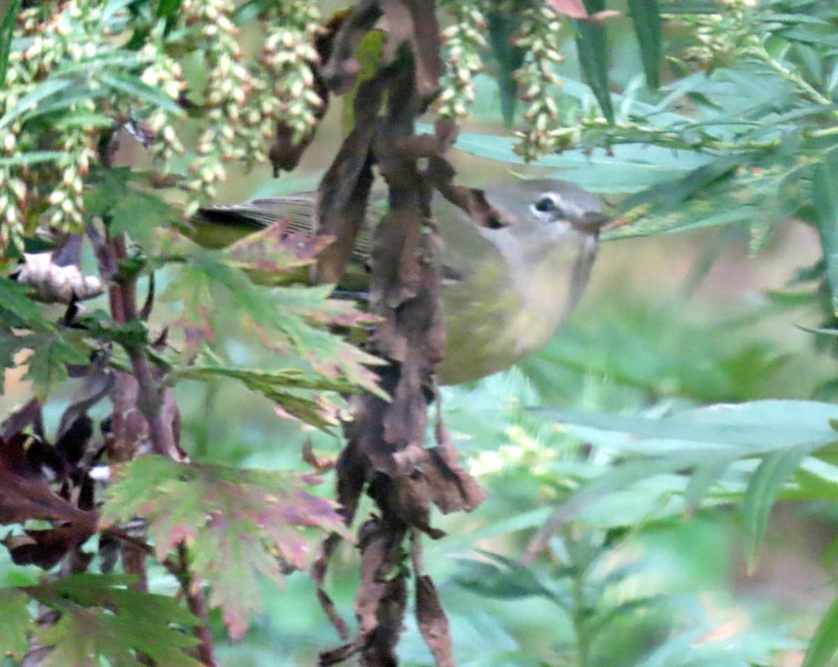 Orange-crowned Warbler - ML643419767
