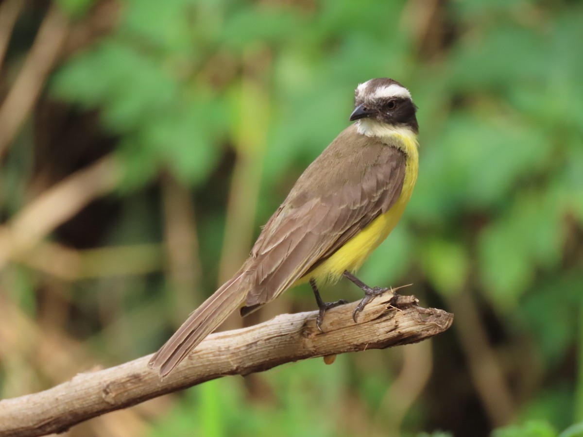 Social Flycatcher - ML643419768