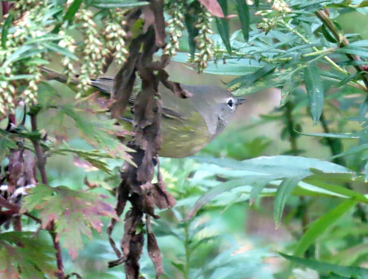 Orange-crowned Warbler - ML643419769