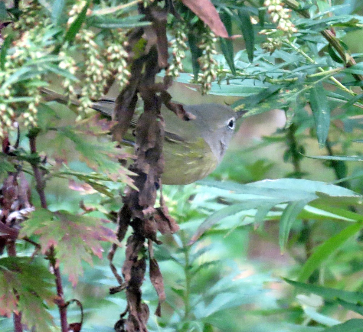 Orange-crowned Warbler - ML643419770