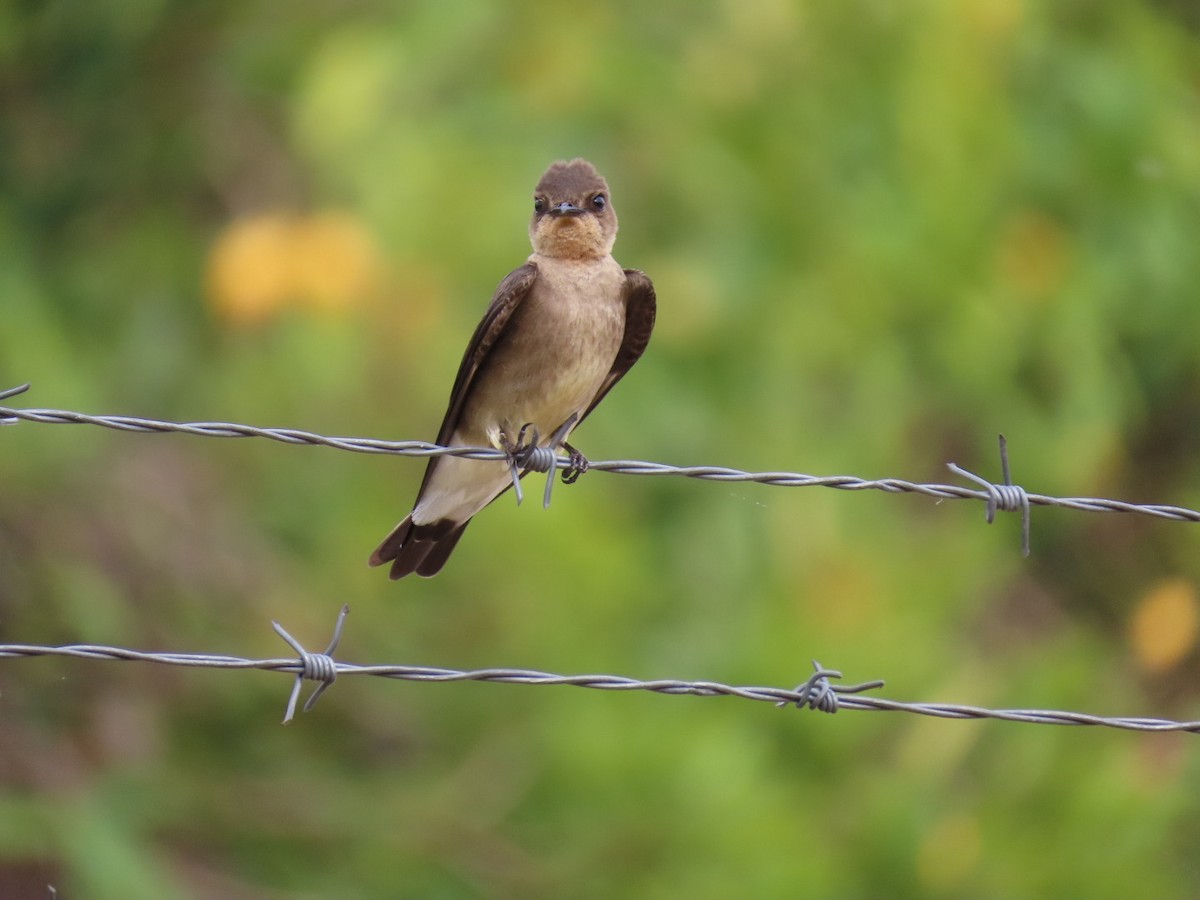 Southern Rough-winged Swallow - ML643419777