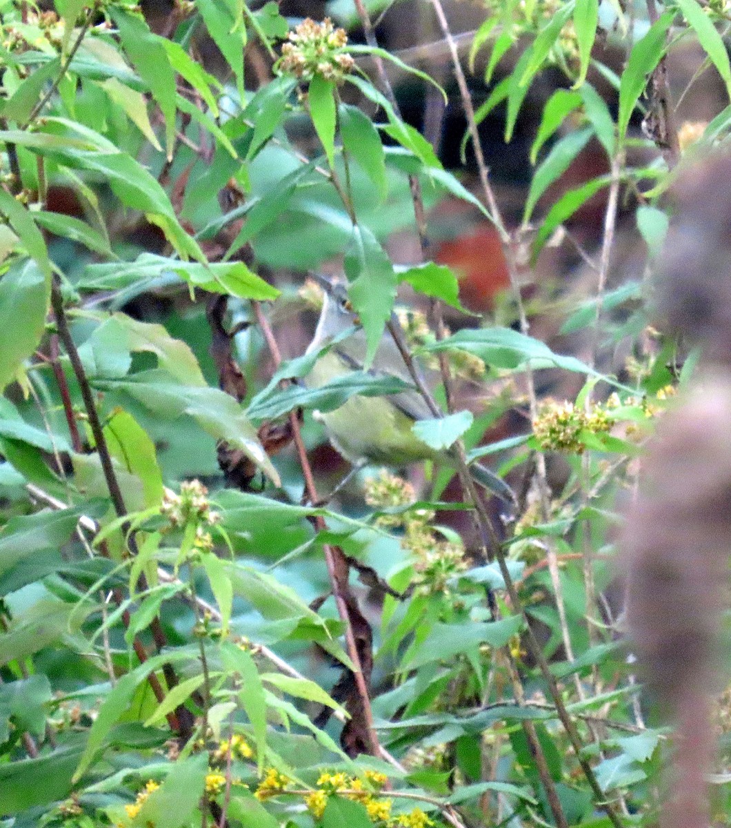 Orange-crowned Warbler - ML643419784