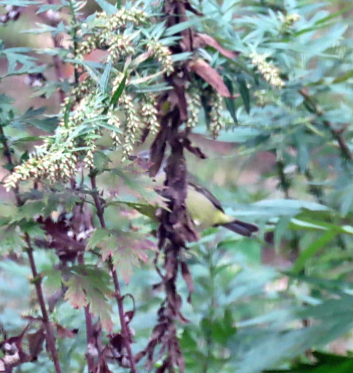 Orange-crowned Warbler - ML643419787