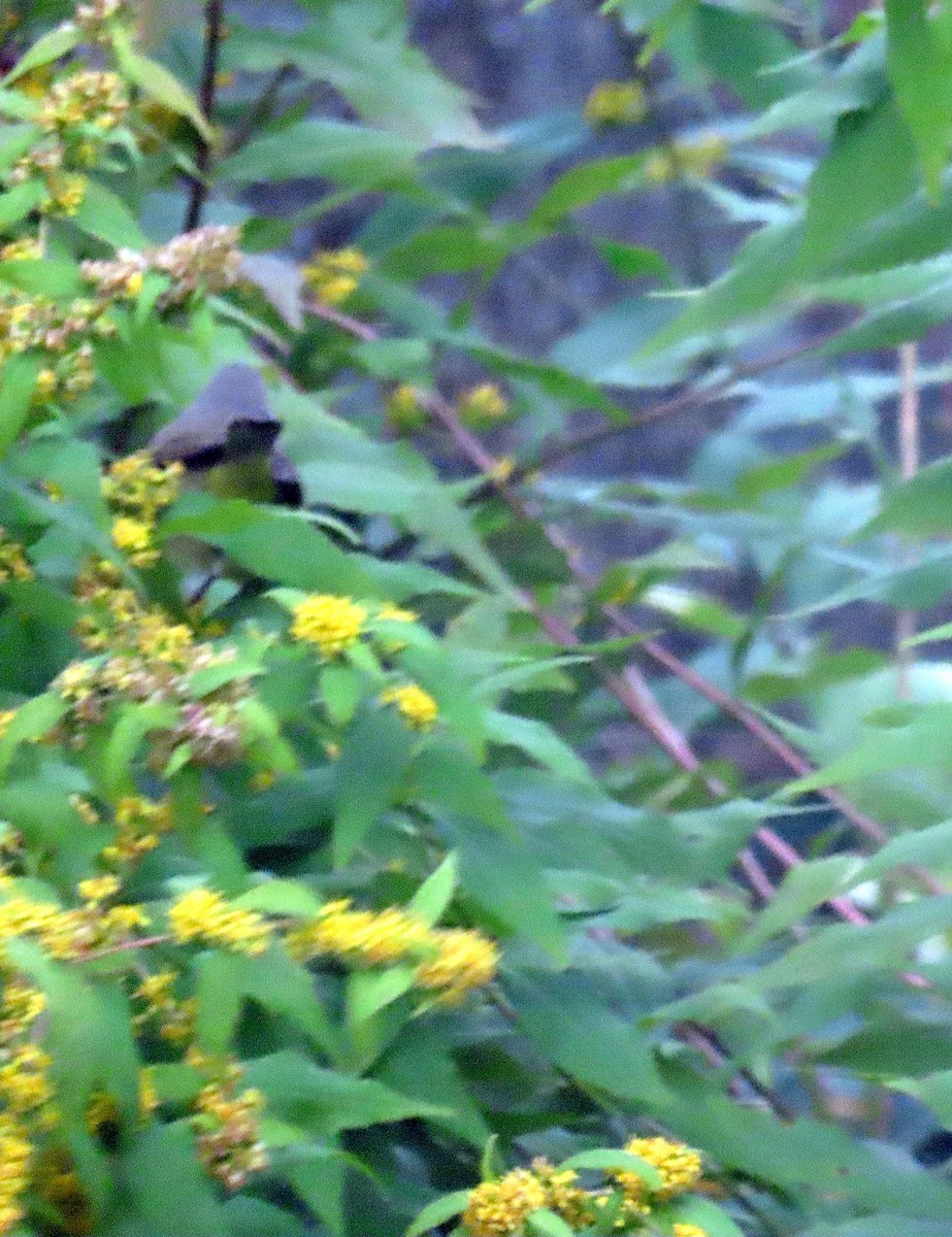 Orange-crowned Warbler - ML643419788