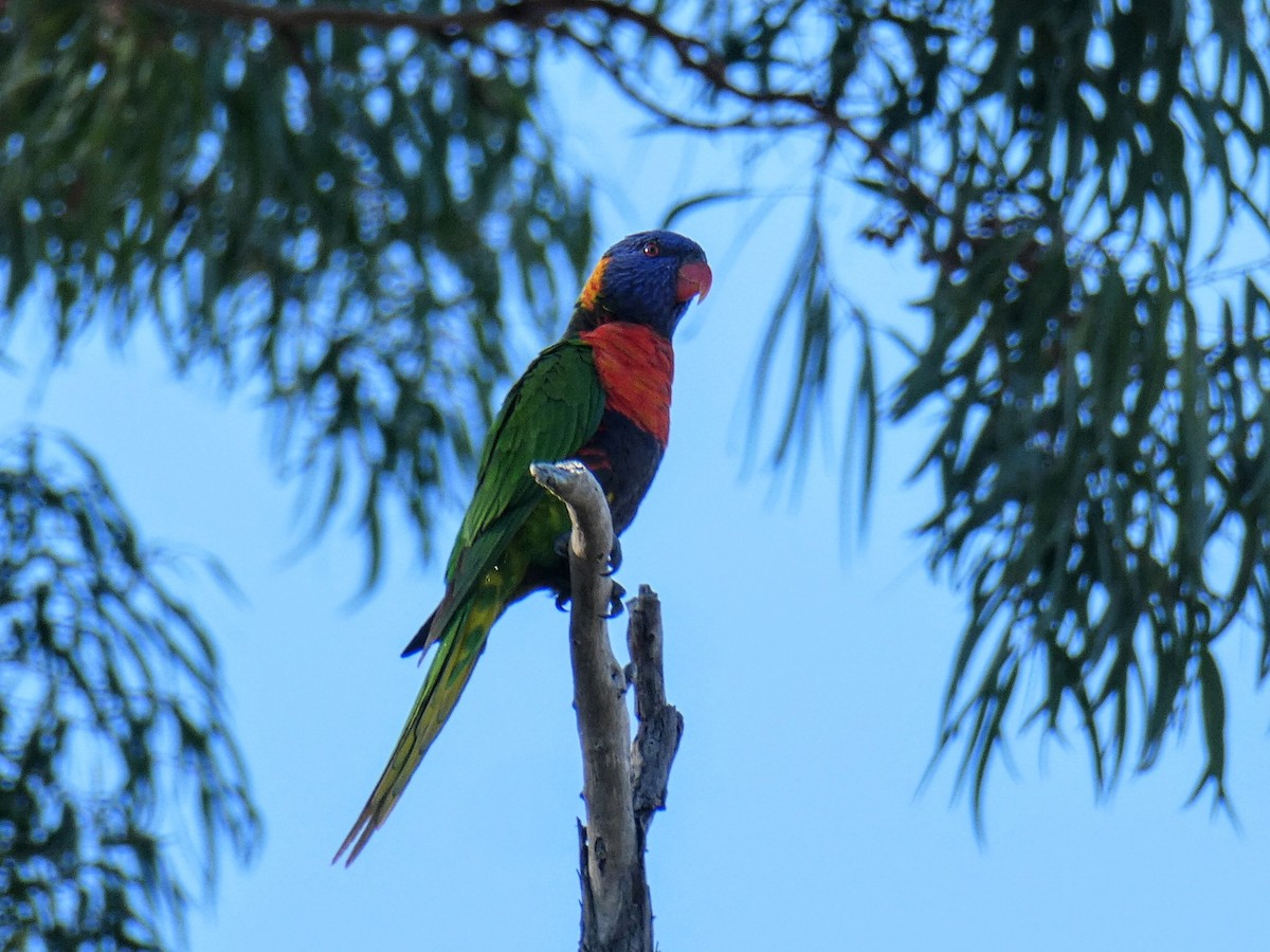Rainbow Lorikeet - ML643419790
