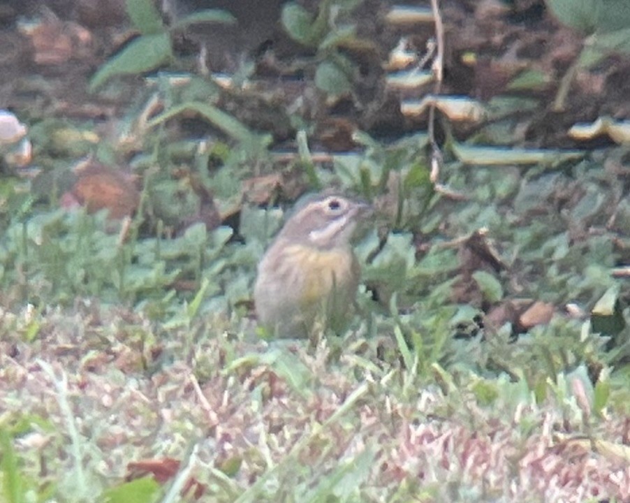 Dickcissel - ML643419800