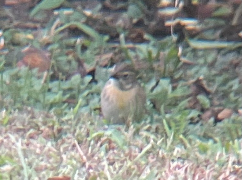 Dickcissel - ML643419801