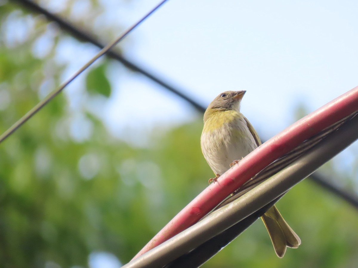 Saffron Finch - ML643419803